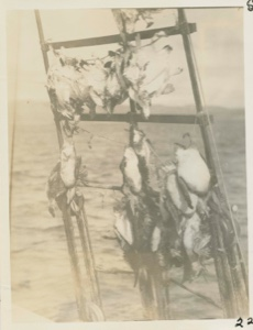 Image: Birds in rigging of Bowdoin in winter quarters- Bowdoin Harbor